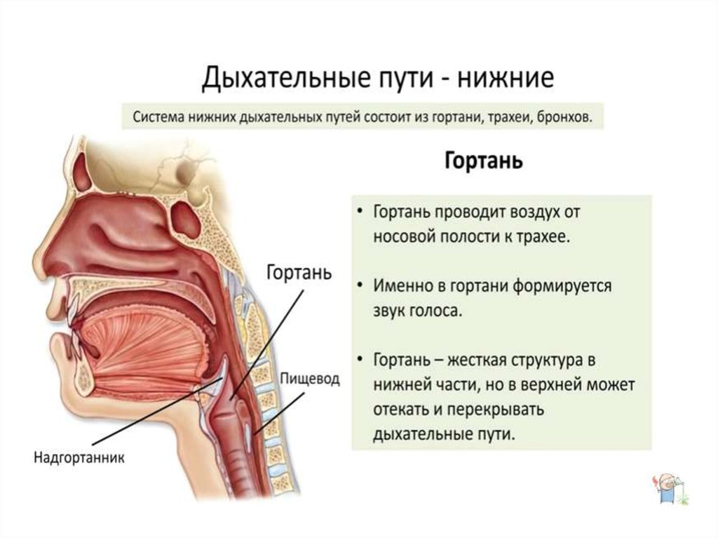 Полость носа и гортань. Дыхательные пути строение анатомия. Верхние дыхательные пути и нижние дыхательные пути. Строение дыхательных путей трахея. Дыхательная система Верхние дыхательные пути.