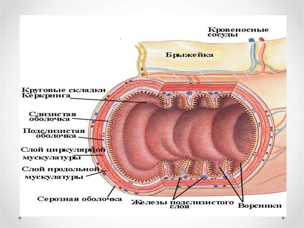 Слизистый слой кишки. Строение стенки тонкой кишки анатомия. Стенка Толстого кишечника анатомия. Структура стенки тонкой кишки. Толстая кишка анатомия стенки.