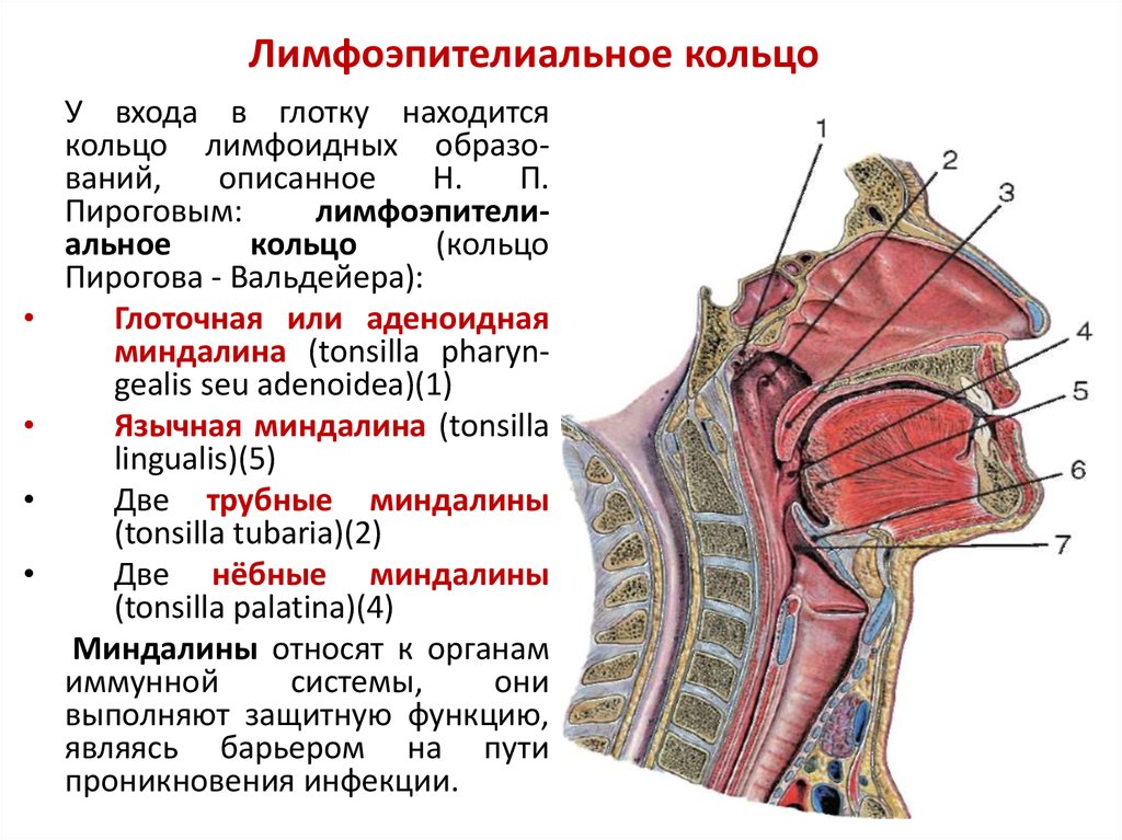 Составить схему лимфоидного кольца указать парные и непарные миндалины