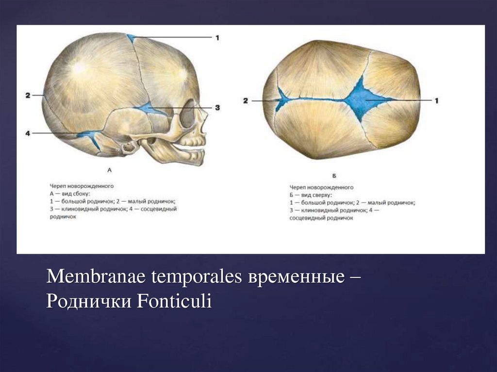 Задний родничок. Роднички черепа новорожденного. Роднички у детей анатомия. Родничок вид соединения. Клиновидный и сосцевидный роднички.