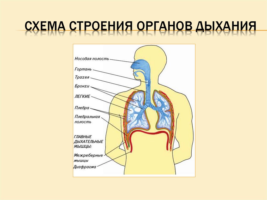 Дыхательная система особенности и функции. Дыхательная система человека строение и функции. Строение органов дыхания. Схема строения органов дыхания. Строение и функции дыхательной системы.