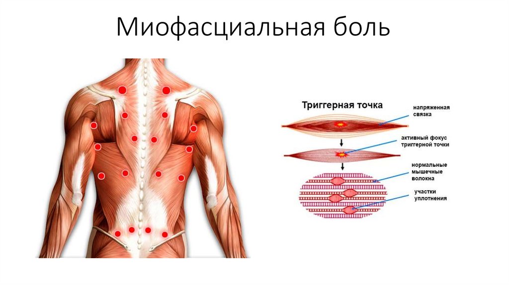 Мышца вблизи