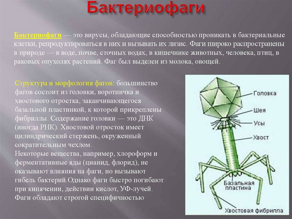 Наследственный аппарат вируса формы жизни бактериофаги. Вирус бактериофаг. Капсид бактериофага. Вирус бактериофаг 5 класс. Бактериофаги микробиология.