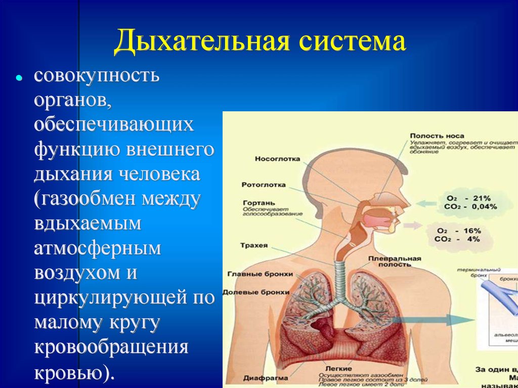 Дыхательная система особенности и функции. Дыхательная система человека. Органы дыхательной системы человека. Дыхательная система че. Системы органов человека дыхательная система.