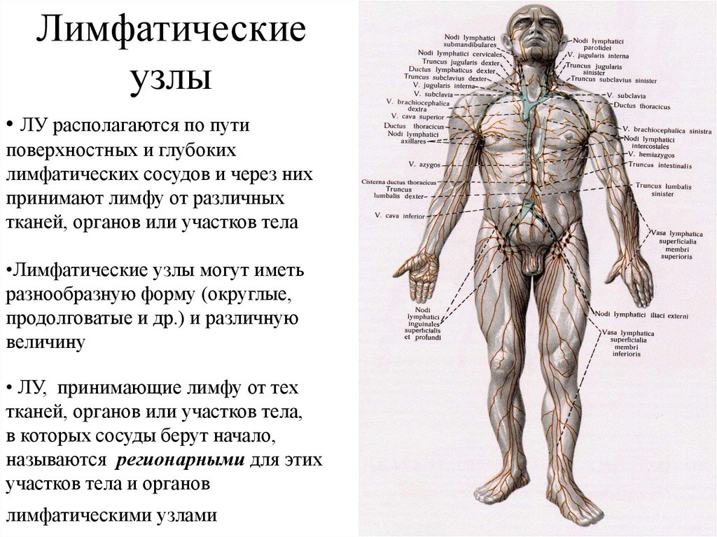 Система лимфоузлов человека. Расположение поверхностных лимфатических узлов у человека. Лимфатическая система лимфоузлы. Лимфатическая система лимфатические узлы карта. Лимфатические узлы на теле человека схема у мужчин.