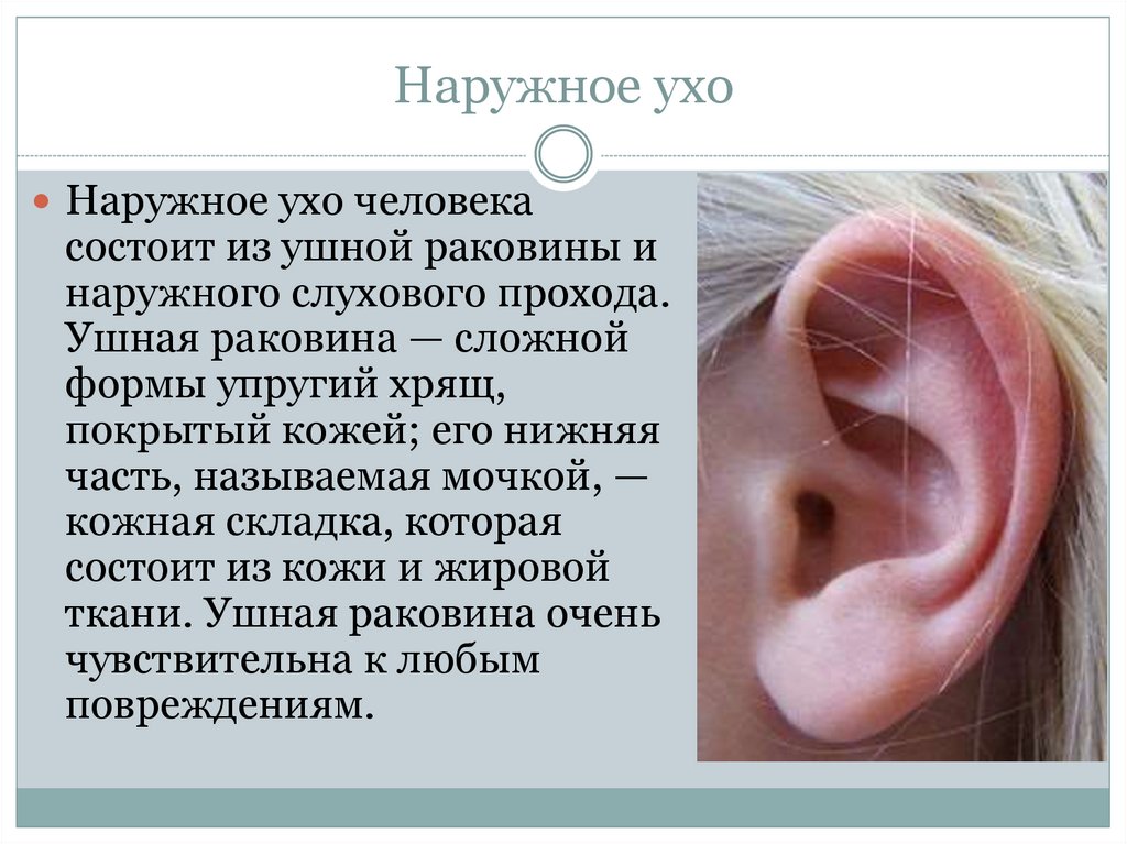 Особенности ушной раковины. Внешняя форма наружного уха. Опишите строение наружного уха..