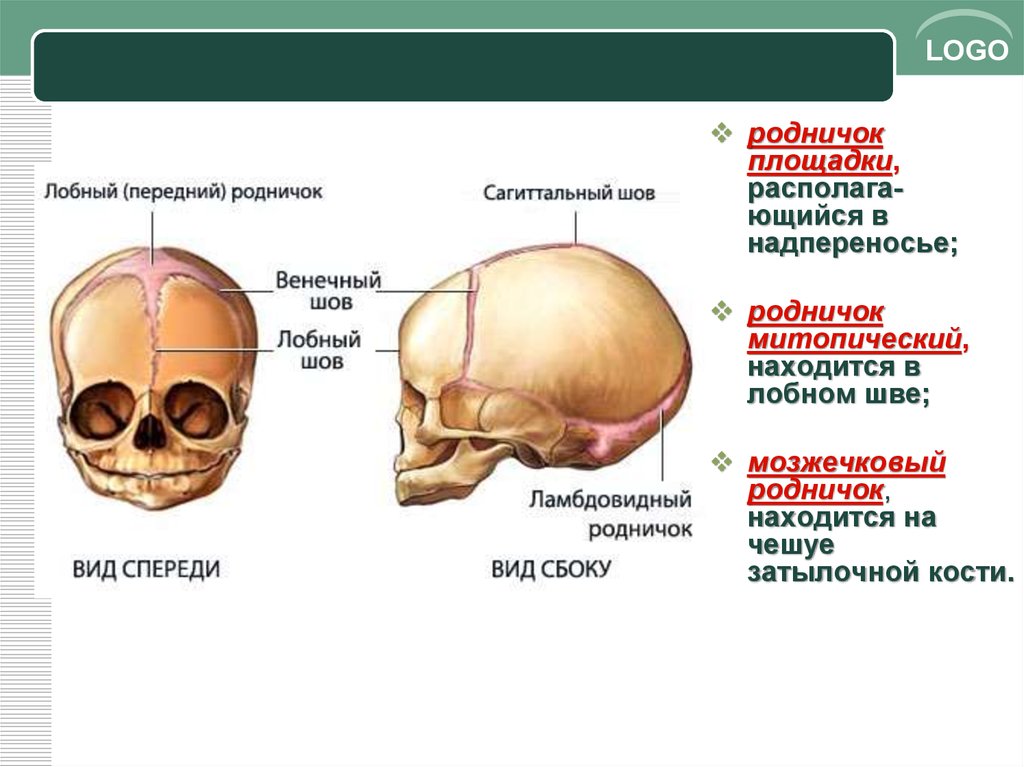 Где находится темечко на голове