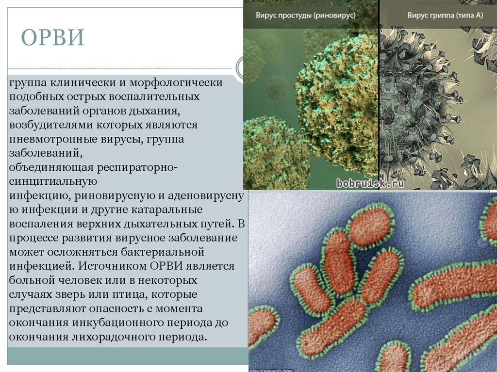 Вирусы сейчас в россии симптомы