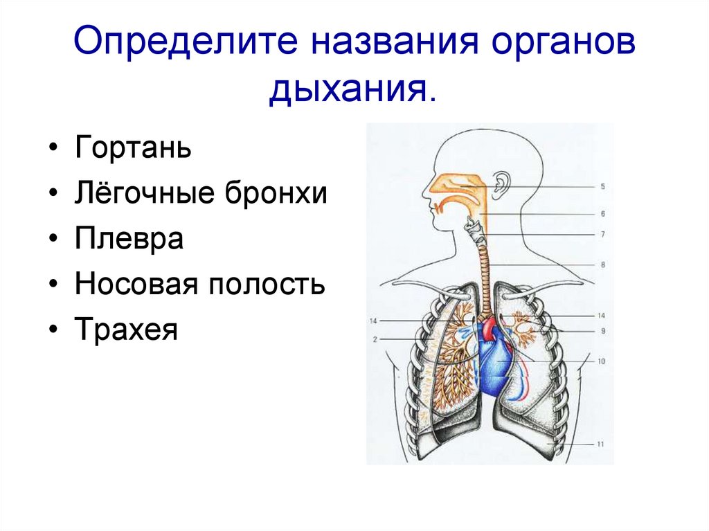 Легкие функцию газообмена. Дыхательная система газообмен. Дыхательная система функции системы. Строение системы органов дыхания. Функции органов дыхания газообмен выделительная.