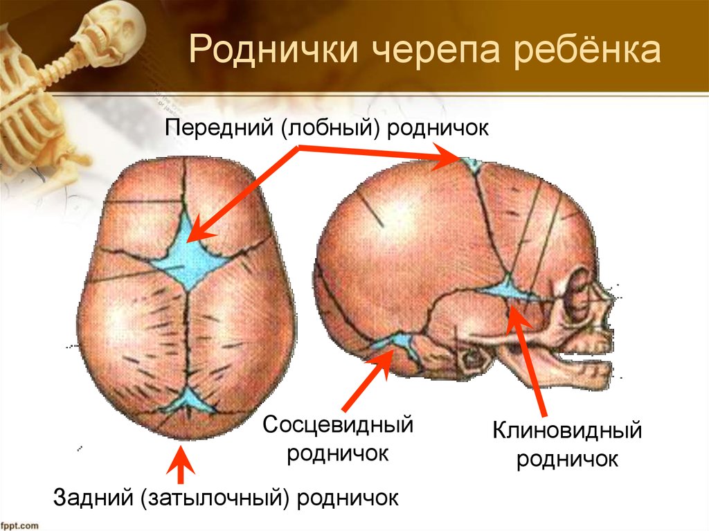 Развитие родничка. Передний Родничок черепа новорожденного. Череп младенца темечко. Передний и задний Родничок. Роднички у детей анатомия.