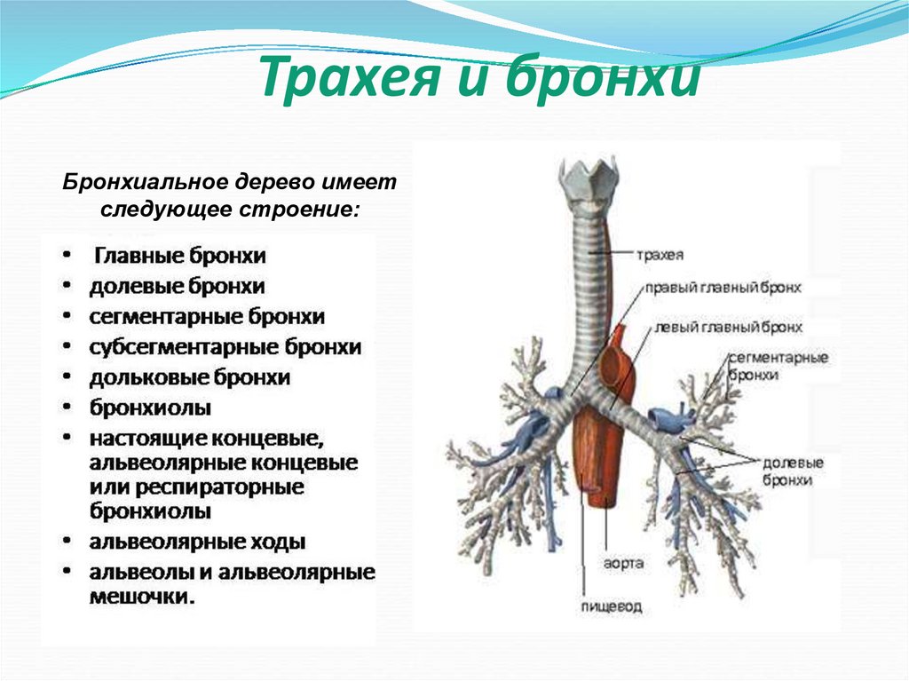 Ветвление крупных бронхов происходит в органе который обозначен на рисунке буквой