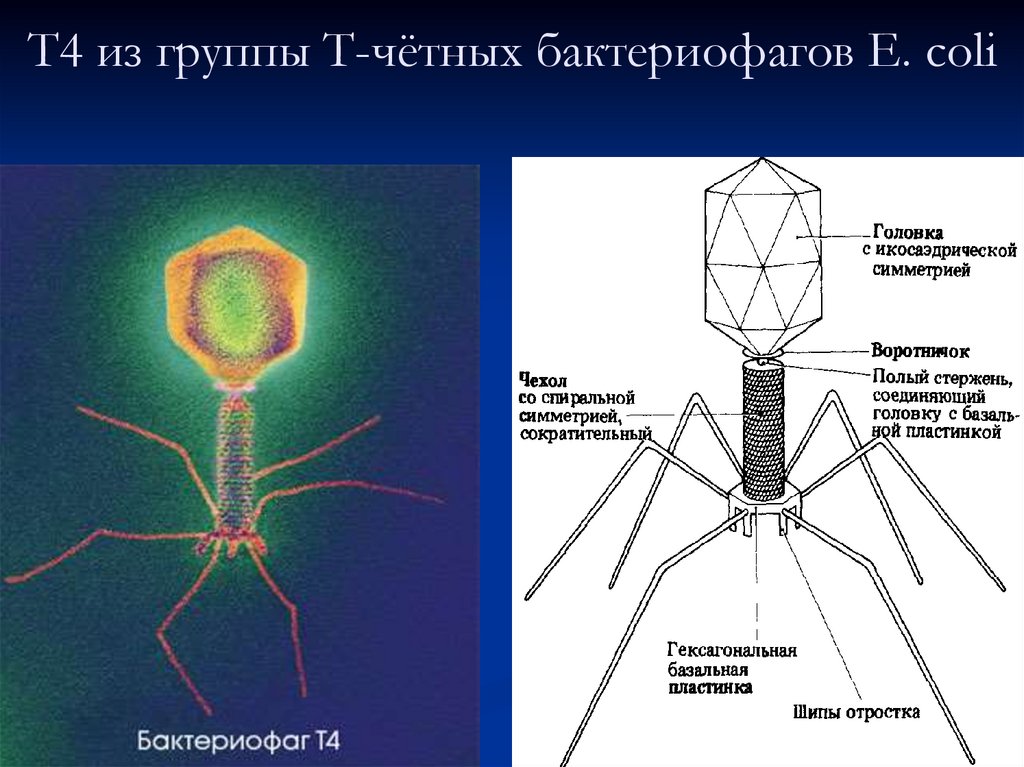 Бактериофагия. Строение бактериофага микробиология. Структура бактериофага микробиология. Строение вируса бактериофага т4. Бактериофаг т4 строение.