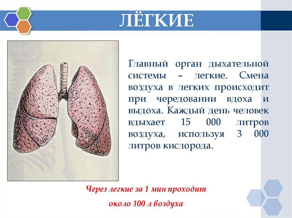 Самый легкий урок в мире. Информация о лёгких человека. Сообщение про легкие человека. Органы дыхания легкие.