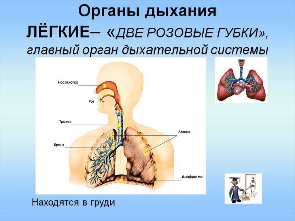 Дыхание и память читать. Дыхательная система. Органы дыхания. Дыхательная система человека. Организм человека дыхательная система.