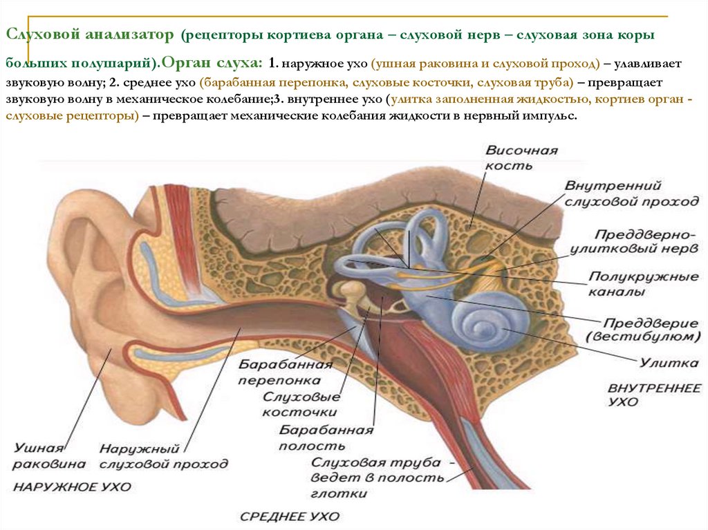 Рецепторы ушной раковины