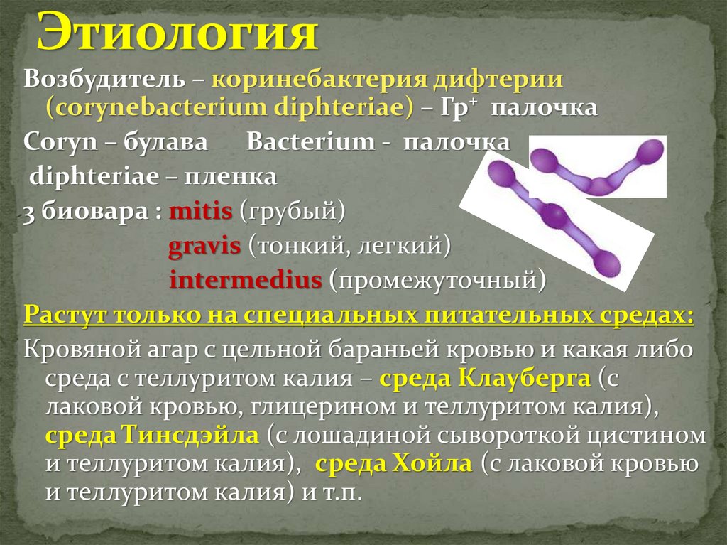 Профилактика столбняк дифтерия коклюш. Гемофильная палочка презентация. Возбудители дифтерии являются.