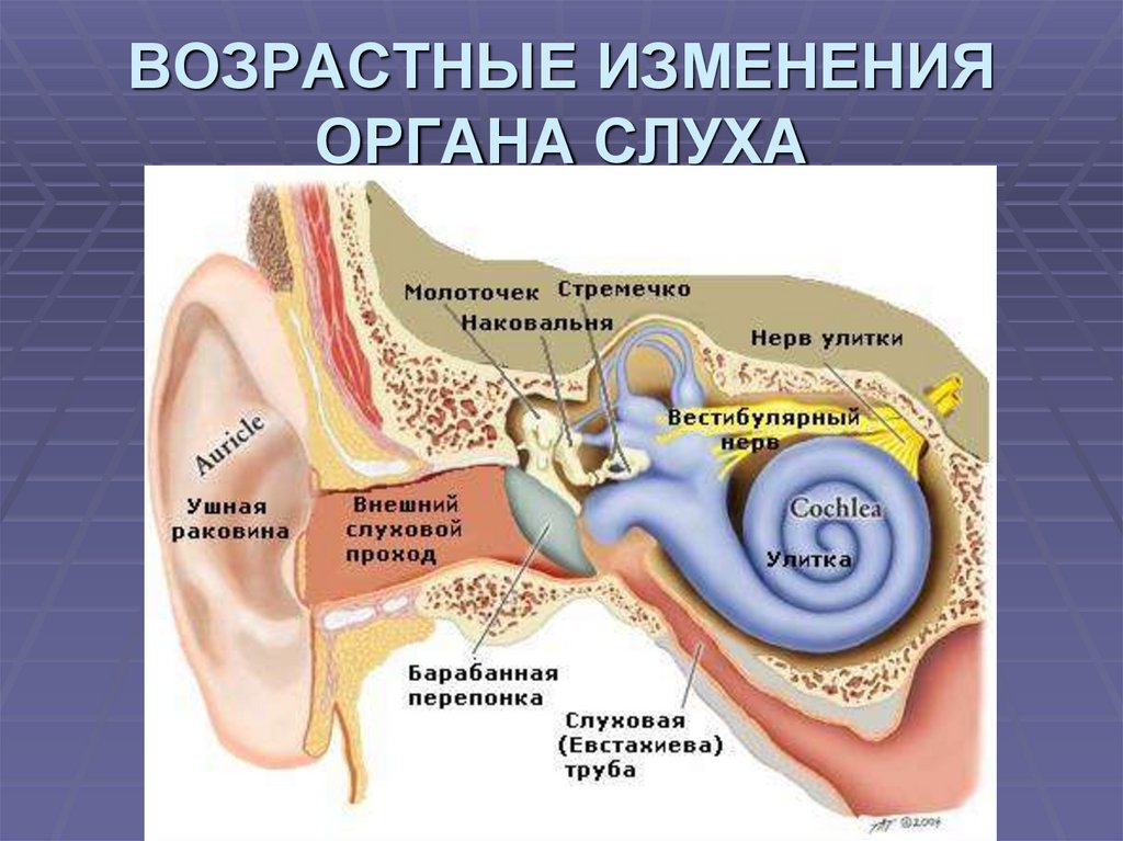 Кость ушной раковины. Вестибулярный аппарат слухового анализатора строение. Строение внутреннего уха орган слуха. Слуховой анализатор и орган слуха анатомия. Строение слухового анализатора физиология.
