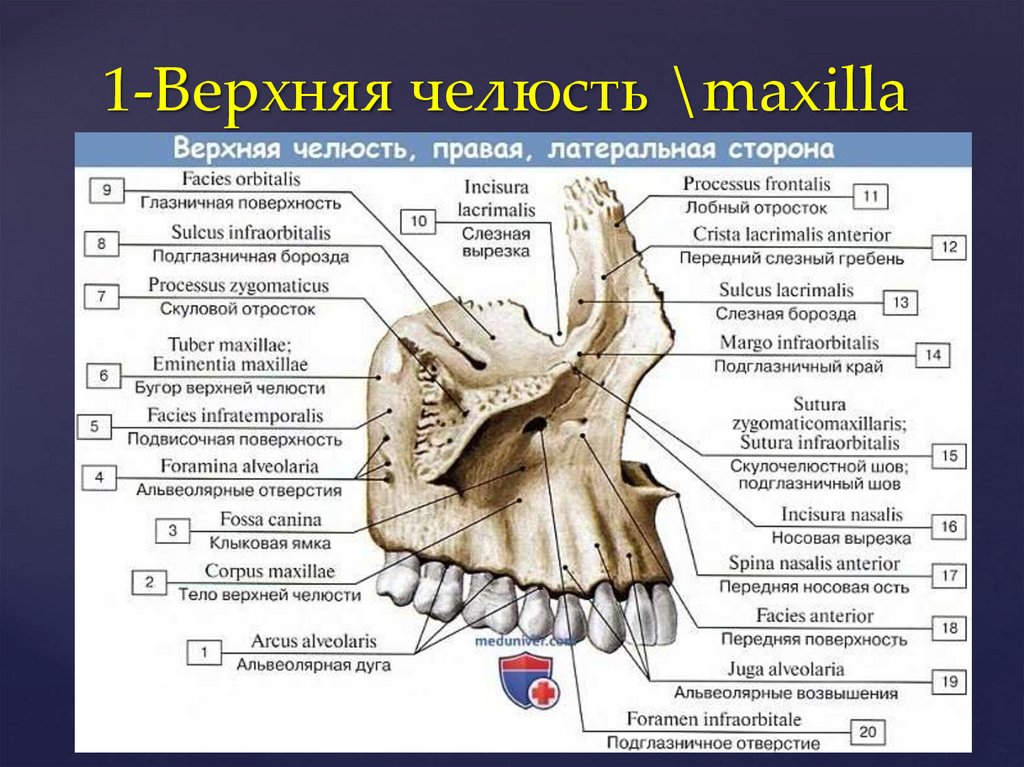 Челюсть человека схема