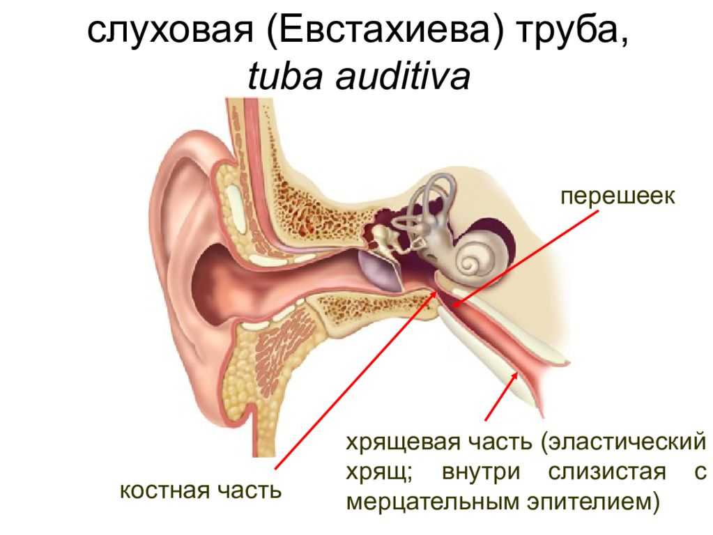Заложенность уха тубоотит