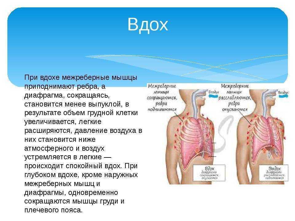 Диафрагма мышца вдоха. Диафрагма при вдохе. Процесса дыхания при вдохе. Легкие при выдохе.