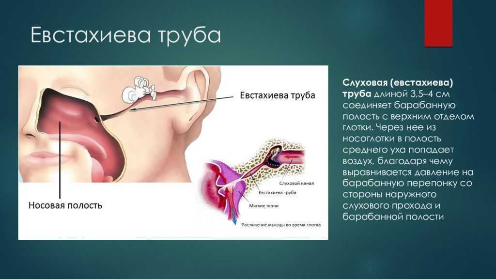 Связь уха и носа человека схема