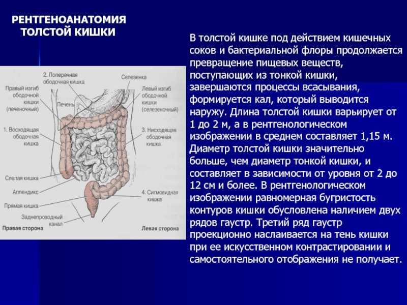 Где находится сигма. Образования Толстого кишечника строение. Ободочная кишка и ее функции. Строение толстой ободочной кишки. Ободочная кишка анатомия отделы.