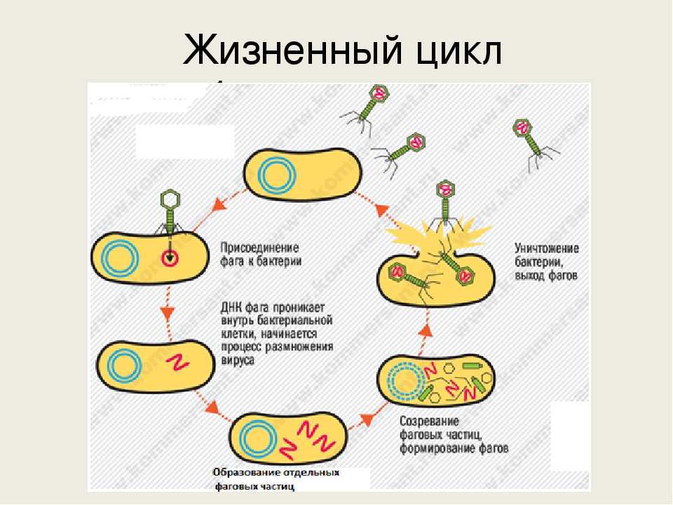 Цикл бактерии. Жизненный цикл бактериофага схема. Цикл размножения бактериофага. Схема размножения бактериофага. Цикл развития бактериофага рисунок.