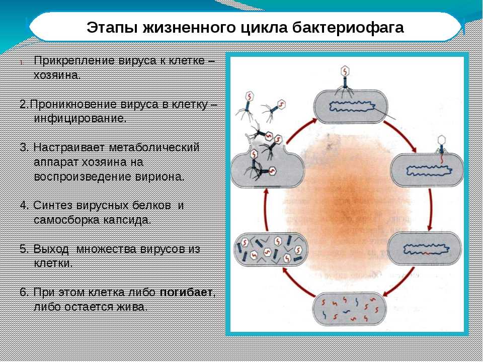 Процесс происходящий у бактерий. Цикл развития бактериофага схема. Жизненный цикл бактериофага. Жизненный цикл бактериофага схема. Цикл развития вируса бактериофага.