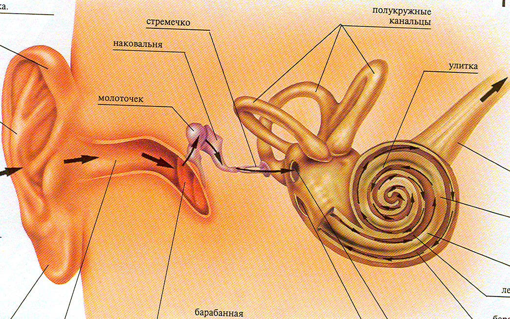 Среднее и внутреннее ухо расположены в. Механизм восприятия слуха слуховой анализатор. Строение уха слуховые косточки. Строение слухового анализатора человека. Строение внутреннего уха стремечко.