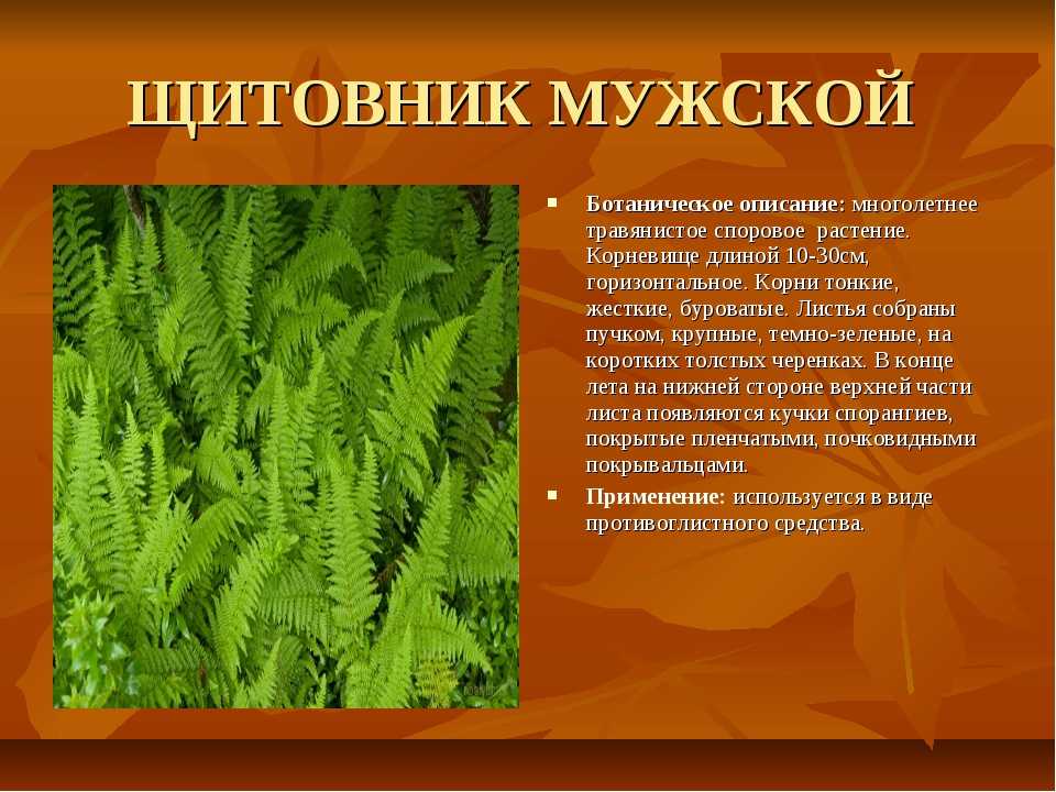 Почему папоротники относятся к растениям. Папоротник Щитовник с описанием. Лекарственные растения папоротник мужской Щитовник. Сообщение о папоротнике Щитовник мужской. Папоротник Щитовник мужской описание.