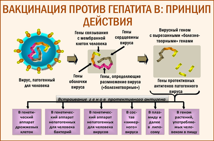 Введение вакцины гепатит в. Гепатит а вакцина схема. Прививки против гепатита б схема. Схема вакцинации при гепатите б. Схема действия вакцины.