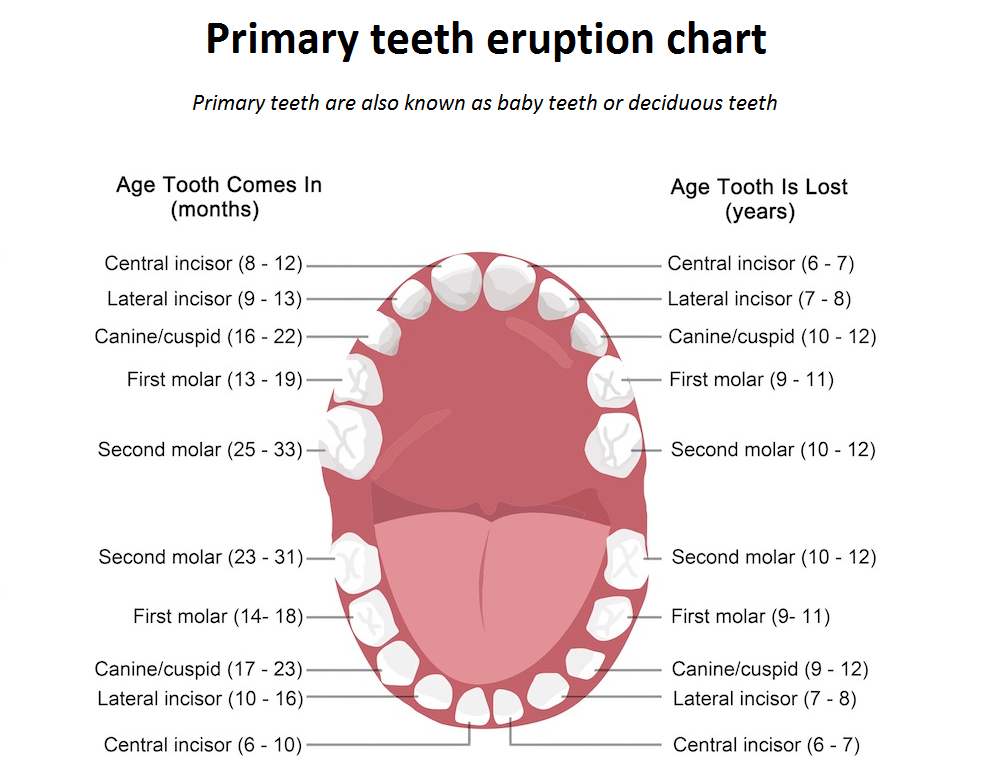 Коренные зубы у детей прорезывание сроки. Схема выпадения зубов. Схема прорезывания молочных зубов у детей до 2 лет. Зубы у ребенка порядок прорезывания сроки 6 и 7 лет.
