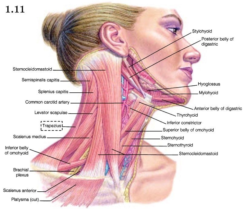 Шея снизу. Части шеи человека названия. Анатомия шеи и подбородка. Мышцы шеи.