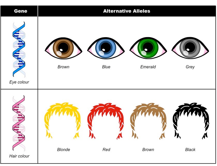 Генетика цвет волос и глаз. Цвет волос и цвет глаз генетика. Генетика цвета волос у ребенка. Наследование цвета волос у человека.