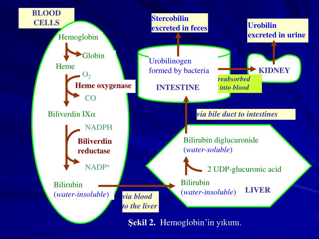 Реакция на стеркобилин в кале положительный. Уробилин и стеркобилин. Уробилиноген стеркобилин в Кале билирубин метаболизм. Биохимия стеркобилин уробилин. Образование стеркобилин образование.