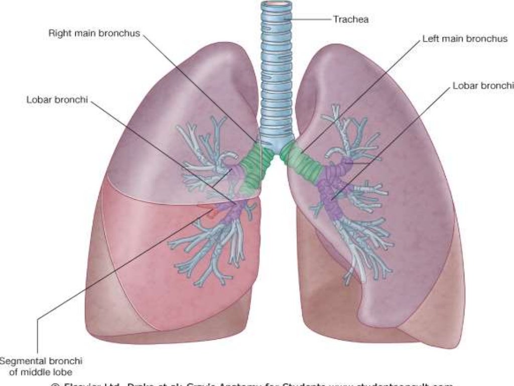 Правое легкое состоит из. Отличие бронхи разного калибра.