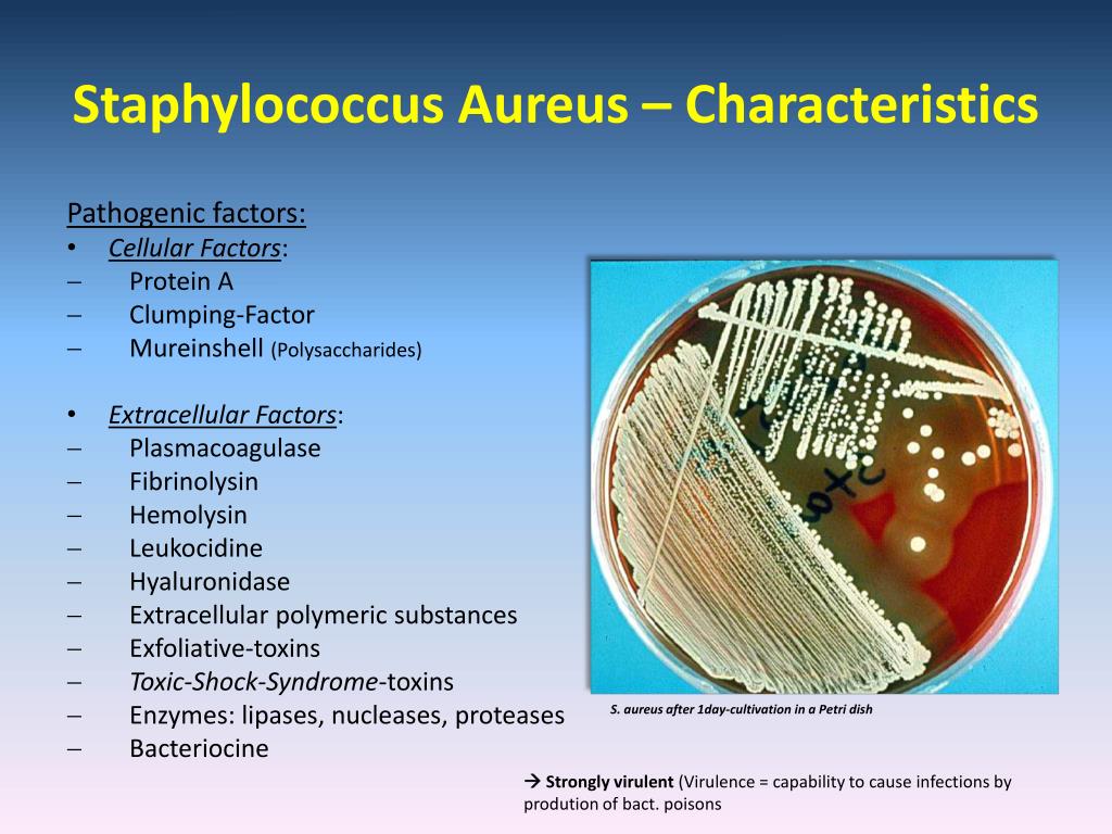 Стафилококк ауреус. Staphylococcus aureus антибиотикограмма. Стафилококк золотистый Staphylococcus aureus. Локализация стафилококка. Для s. aureus характерно:.