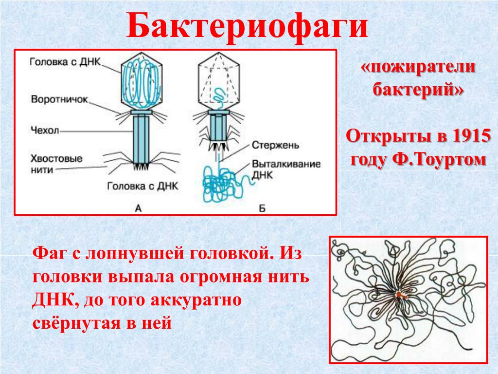 Биология 8 вирусы. Бактериофаги- Пожиратели бактерий. Неклеточные формы жизни бактериофаги. Вирусы биология бактериофаг. Презентация вирусы бактериофаги биология 10 класс.
