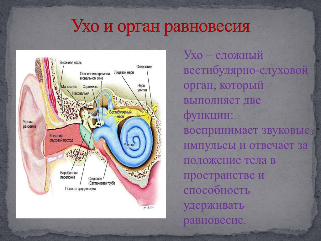 Укажите под