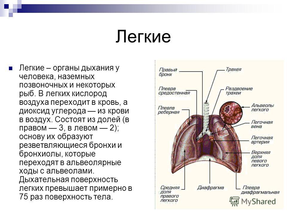 Легкие доклад 3 класс. Лёгкие описание. Анатомия человека органы легкие. Описание лёгких. Органы дыхания легкие.