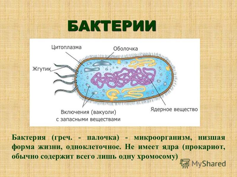 Прокариоты наличие ядер. Бактерии прокариоты. Ядро бактериальной клетки. Прокариоты имеют ядро. Форма жизни бактерий.
