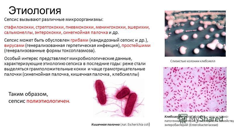 Escherichia coli что это у мужчин. Эшерихии палочки. Микроорганизмы вызывающие сепсис. Этиология сепсиса. Синегнойная палочка презентация.
