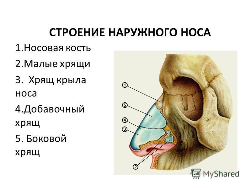 Хрящи в носу схема