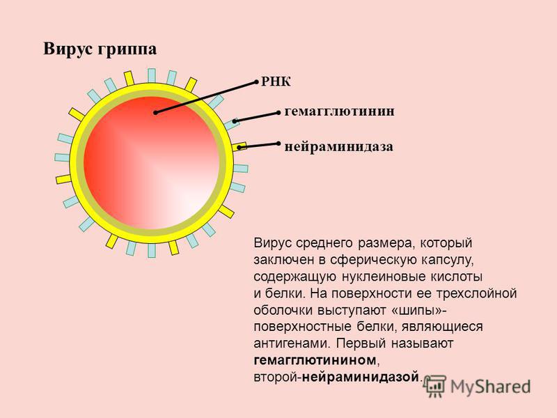 Вирусная нуклеиновая кислота. Строение вируса гриппа. Вирус гриппа нуклеиновая кислота. Схема строения вируса гриппа. Вирус гриппа вид нуклеиновой кислоты.