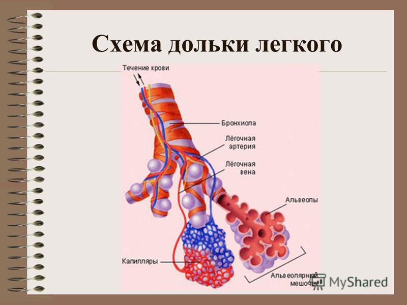 Рисунок альвеолы легких