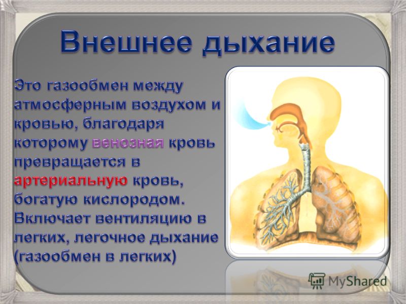 Газообмен человека происходит. Внешнее дыхание газообмен. Газообмен между воздухом и кровью происходит в.