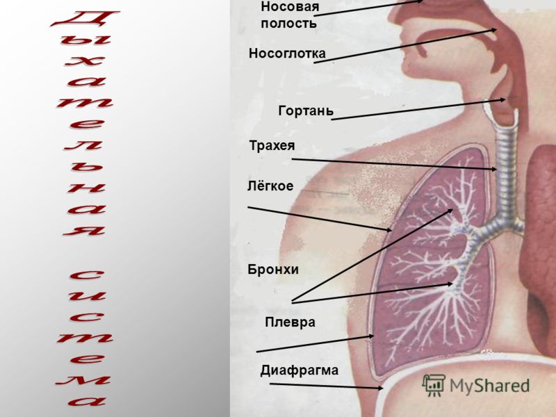 Где находятся бронхи у человека в картинках