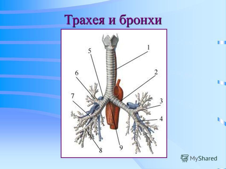 Трахея и бронхи фото