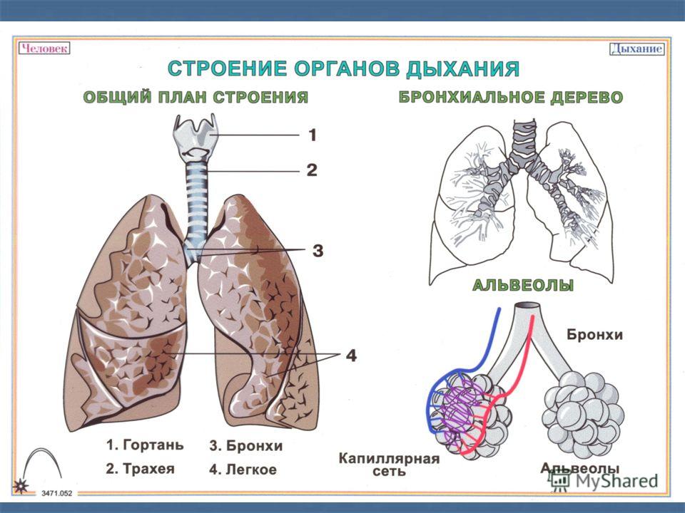 Легочное дыхание строение. Общее строение дыхательной системы. Дыхательная система органов структура. Система органов дыхания схема. Строение дыхательной системы человека альвеолы.