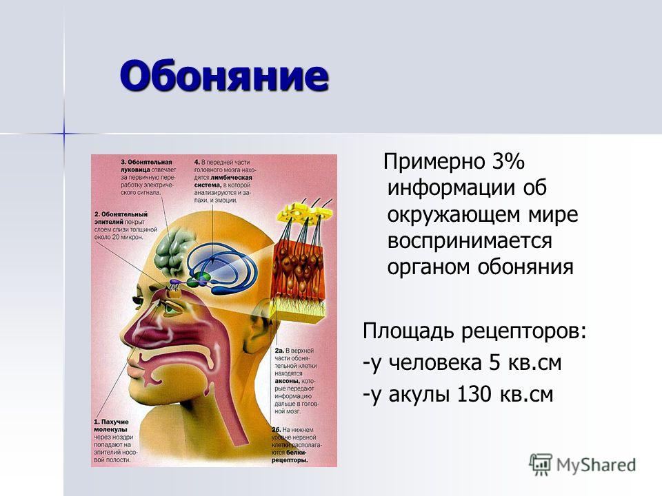 Ощущение запаха. Строение обоняния человека. Орган обоняния у человека. Строение органа обоняния. Обоняние анатомия человека.